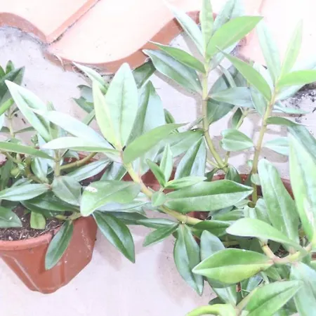 Hébergement de vacances Kikas Cottage, Rear 89 Church Street, White Horse Yard *