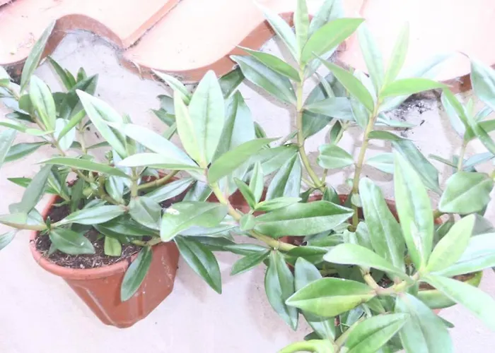 בית נופש Kikas Cottage, Rear 89 Church Street, White Horse Yard *